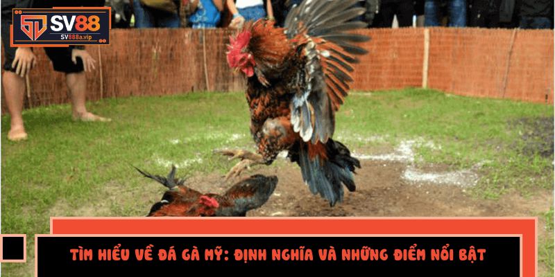 Tìm Hiểu Về Đá gà Mỹ: Định Nghĩa Và Những Điểm Nổi Bật