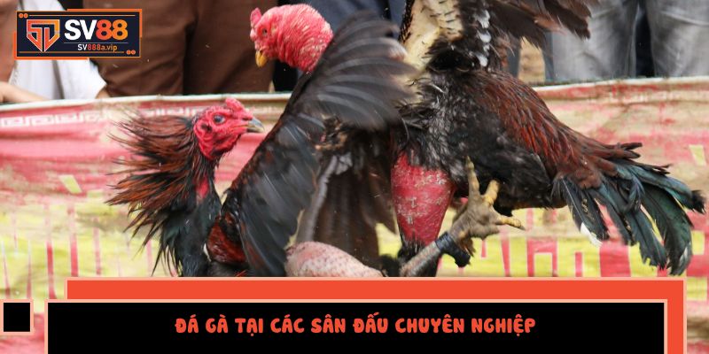 Đá Gà Tại Các Sân Đấu Chuyên Nghiệp